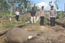 Kasus Anak Gajah Mati di TN Tesso Nilo, Pemilik Lahan Sawit Jadi Tersangka<