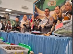 Polisi Tangkap 15 Orang Sindikat Pemburu Gajah Sumatera di Riau, 3 Masih Buron<