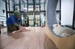 Hotel Kucing Penuh saat Musim Mudik Lebaran 2026, Tarif Mulai Rp160 Ribu