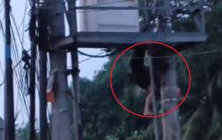 Viral Detik-Detik Pencuri Kabel di Jambi Gosong Terpanggang Listrik 20.000 Volt<