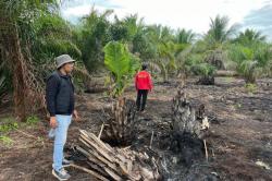 Bakar Lahan 500 Hektare, Pelaku Karhutla di Pelalawan Riau Ditangkap Polisi<