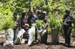 Mengejutkan! Ladang Ganja Ditemukan di Pegunungan Mamberamo Tengah<