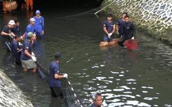 Operasi Besar-besaran! Pemprov Jakarta Basmi Ikan Sapu-Sapu di Kali Cideng