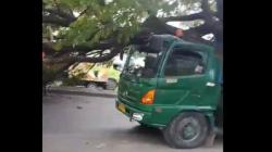 Diterjang Angin Kencang, Pohon Besar Tumbang Timpa Truk di Pantura Cirebon<