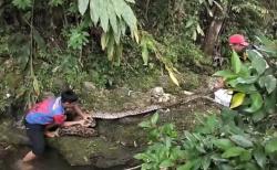 Heboh Piton Raksasa 6 Meter Teror Warga Rangas Mamuju, 1 Ekor Kambing Mati Dililit<