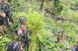 Satgas Damai Cartenz Temukan Ladang Ganja di Pegunungan Bintang, 2 Orang Diamankan<