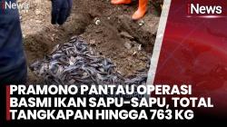 Pramono Anung Bakal Bentuk PJLP Khusus Kendalikan Populasi Ikan Sapu-sapu di Jakarta