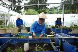 Dari Kartini untuk Bumi, BRI Berdayakan Perempuan lewat Urban Farming BRInita<