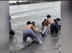 Viral Hiu Tutul Raksasa 15 Meter di Pantai Paciran Lamongan, Dievakuasi ke Laut<