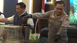 Terungkap Penyelundupan Burung Kasturi di Pati, Dijual Rp20-50 Juta per Ekor<