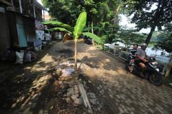 Rusak, Jalanan Setu Babakan Ditanam Pohon Pisang