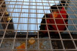 Penyelundupan 18 Burung Eksotis Asal Papua