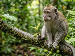Apa Itu Penyakit Monkey Malaria yang Menyerang Malaysia dan Sebabkan Kematian?
