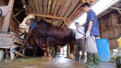 Penampakan Bagong, Sapi 1,1 Ton Milik Warga Grobogan Terpilih Jadi Hewan Kurban Prabowo<