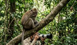 Begini Gejala Penyakit Monkey Malaria dan Cara Penularannya pada Manusia