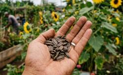 Biji Bunga Matahari Disebut Superfood, Kandungan Proteinnya Kalahkan 2 Butir Telur