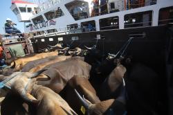 Ratusan Sapi Kurban dari NTT Tiba di Tanjung Priok