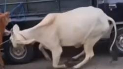 Viral! Sapi Mengamuk di Pasar Hewan Pasuruan, Sempat Masuk Area Minimarket dan Hajatan<