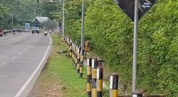 Waspada Melintas di Jalan Nasional Probolinggo–Situbondo, Ada Kawanan Monyet Berkeliaran<