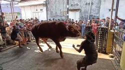 Penyembelihan Sapi Kurban Jumbo Sapu Jagad di Kendal Dramatis, Tali Putus Saat  Dirobohkan<