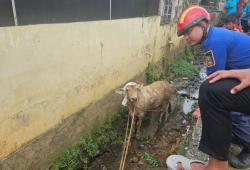 Sapi Kurban Setengah Ton Berontak saat Hendak Disembelih di Bekasi, Lompat ke Parit