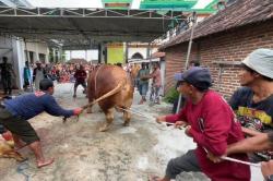 Sapi Kurban Prabowo 1,1 Ton di Lamongan Jadi Tontonan Warga Sekampung saat Disembelih<