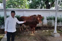 Penampakan Si Jalu, Sapi Kurban Presiden Prabowo Berbobot 1,2 Ton di Karawang Bikin Heboh<
