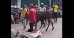 Sapi Kurban Mengamuk di Jalan Raya Bangkalan Saat Dibawa ke Pemotongan, Lalu Lintas Tersendat<