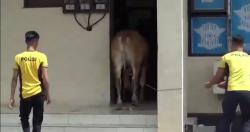 Sapi Kurban Pemberian Bupati Kabur Masuk Gedung Pelayanan Satlantas Polres Sumedang<