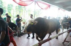 Idul Adha, Masjid Istiqlal Salurkan 10.728 Bungkus Daging Kurban Isi 1 Kg per Paket