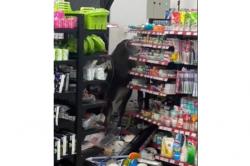 Sapi Kurban Mengamuk Masuk Minimarket di Bogor, Kejar Warga hingga Rusak Kendaraan<