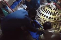 Monyet Peliharaan Lepas hingga Serang Warga di Jombang, 2 Orang Luka Terluka<