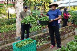 Puing Berganti Pakcoy, BRI Dampingi Taman Urban Farming Dahlia Tebar Manfaat ke Warga