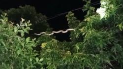 Jemaah di Haul Sunan Bonang Dikejutkan Kemunculan Ular 4 Meter Merambat di Kabel