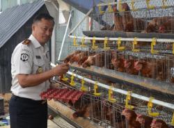 Modal Mandiri Setelah Bebas, Warga Binaan Lapas Salemba Sukses Budi Daya Ayam Petelur