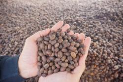 Dari Perut Bumi Kamojang, Kopi Arabika Menembus Pasar Asia dan Eropa