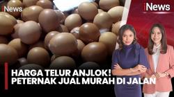 Harga Telur dan Ayam Anjlok, Peternak Jual Murah demi Selamatkan Usaha