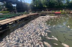 Ribuan Ikan Nila dan Bawal Mati Mendadak di Banjar Kalsel, Ada Apa?