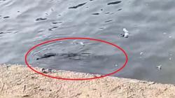 Viral! Buaya Muncul di Depan Pemancing di Sungai Jagir Surabaya, Warga: Hitam Gede 