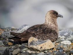 Perdana! Selandia Baru Konfirmasi Kasus Pertama Flu Burung H5N1