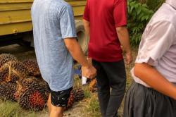Kecelakaan Truk Sawit Terguling Timpa 10 Siswi SMP di Labuhanbatu, 1 Orang Tewas