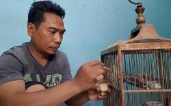 Hobi Jadi Cuan! Pria di Surabaya Raup Omzet Rp18 Juta dari Ternak Blackthroat