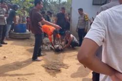 Menegangkan! Dikira Ikan Besar, Jaring Nelayan di Labusel Ternyata Menangkap Buaya 5 Meter