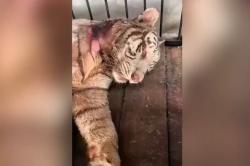 Harimau Putih Anggun Mati di Semarang Zoo, Pemkot Turun Tangan