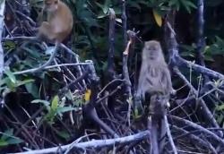 Kawanan Monyet Liar Ngamuk di Indragiri Hilir, 7 Orang Dilarikan ke Rumah Sakit