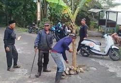 Jalur Pacet Lumpuh Ditanami Pohon Pisang, Guru dan Siswa Bolak-Balik Angkut MBG