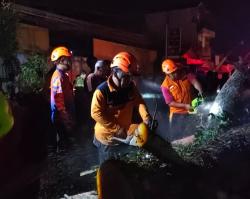 Pohon Tumbang Timpa 4 Kendaraan di Malang, 8 Orang Dievakuasi ke Rumah Sakit