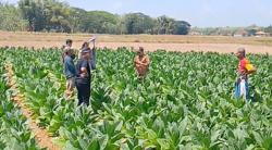Viral Fenomena Langka di Sampang, Tanah Sawah Berbunyi Nyaring Mirip Gelembung Air