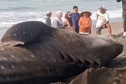 Hiu Tutul Raksasa Seberat 1,5 Ton Mati Terdampar di Batukaras Pangandaran