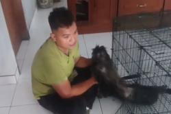 Geger! Teror Lutung Hitam Masuk Rumah Warga di Jember, Sembunyi di Plafon